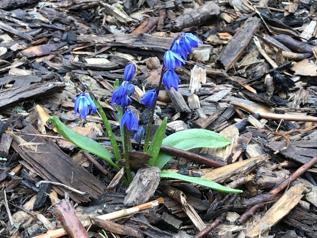 hyacinth